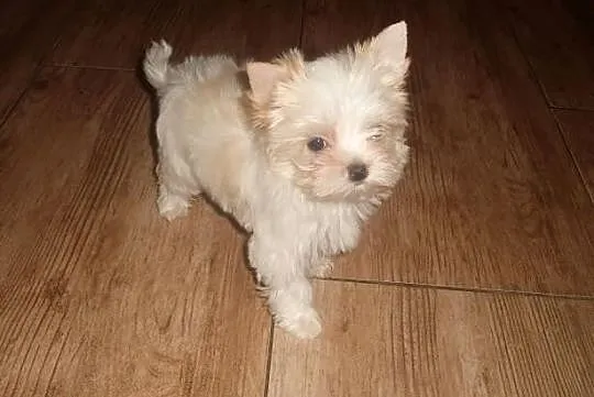 York Yorki Golddust Śliczna mini suczka PFK