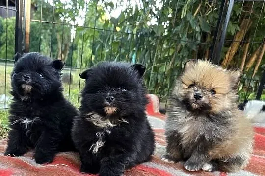 Szpic miniaturowy, pomeranian