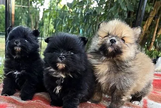 Szpic miniaturowy, pomeranian, Małopolskie, Tarnów