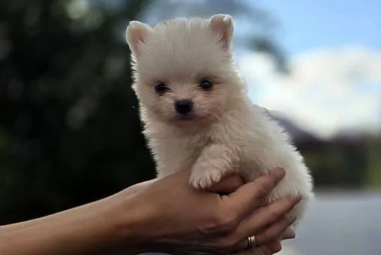 Szpic miniaturowy, pomeranian, Małopolskie, Tarnów