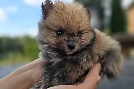 Szpic miniaturowy, pomeranian, Małopolskie, Tarnów
