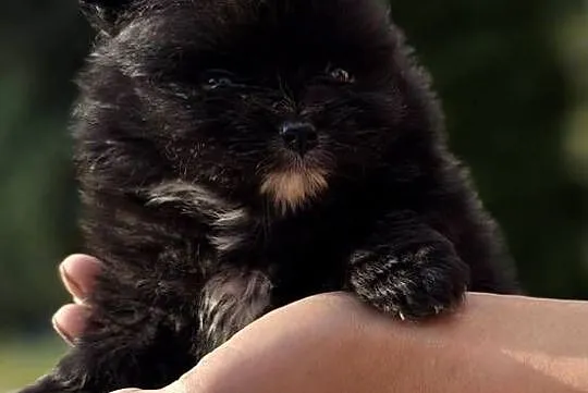Szpic miniaturowy, pomeranian, Małopolskie, Tarnów