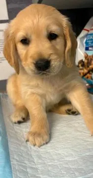 Szczenięta Golden Retriever | Zarejestrowane w Kennel Club