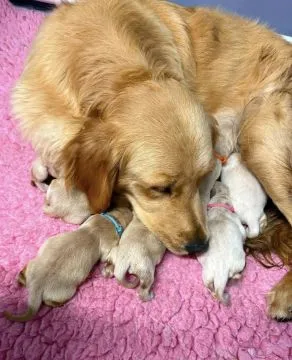 Szczenięta Golden Retriever | Zarejestrowane w Kennel Club, , Konstancin-Jeziorna