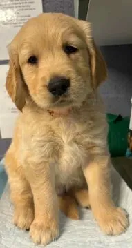 Szczenięta Golden Retriever | Zarejestrowane w Kennel Club, , Konstancin-Jeziorna