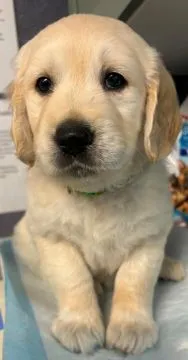 Szczenięta Golden Retriever | Zarejestrowane w Kennel Club, , Konstancin-Jeziorna