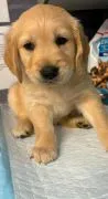 Szczenięta Golden Retriever | Zarejestrowane w Kennel Club