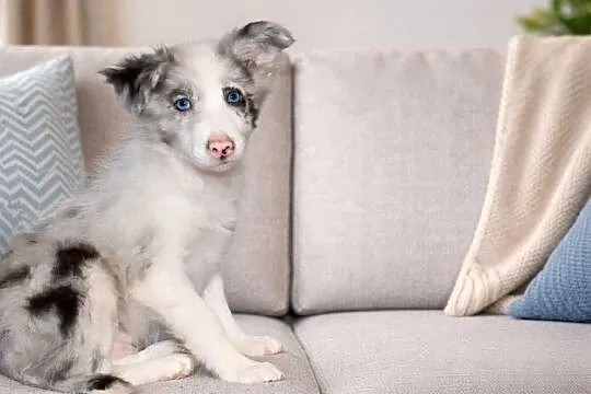 Border collie Blue merle, Małopolskie, Radwan