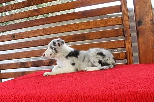 Border collie Blue merle, Małopolskie, Radwan