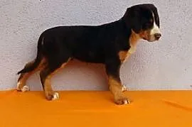 Duży Szwajcarski Pies Pasterski,  śląskie Cieszyn, Cieszyn