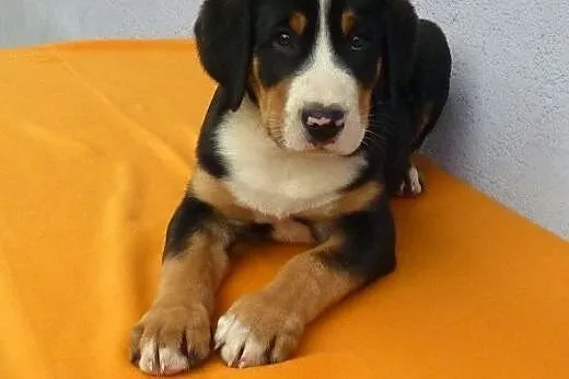 Duży Szwajcarski Pies Pasterski,  śląskie Cieszyn