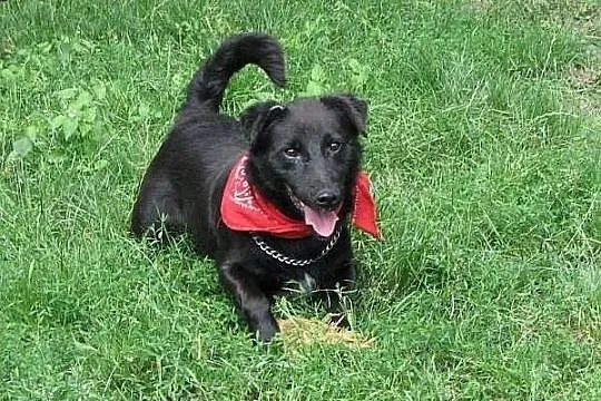 Daktylek, niewielki czarny piesek, do adopcji.