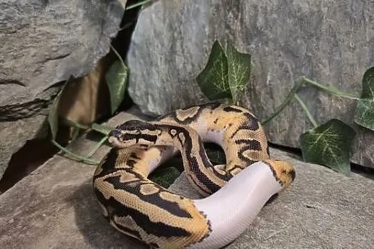 PYTON KRÓLEWSKI PIEBALD, Mazowieckie, Mazowszany
