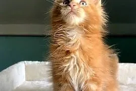 Maine Coon - Śliczne kocięta !