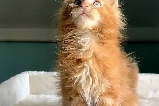 Maine Coon - Śliczne kocięta !