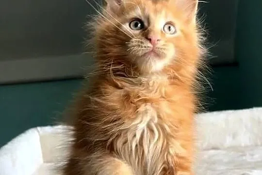 Maine Coon - Śliczne kocięta !, Dolnośląskie, Wińsko