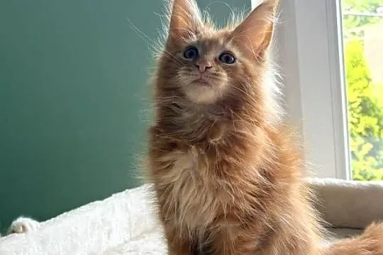 Maine Coon - Śliczne kocięta !, Dolnośląskie, Wińsko