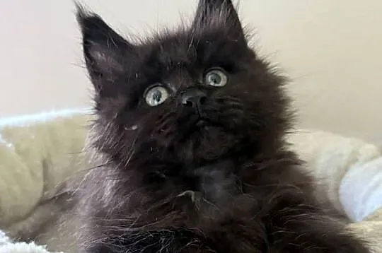 Maine Coon - Śliczne kocięta !, Dolnośląskie, Wińsko