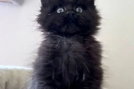 Maine Coon - Śliczne kocięta !, Dolnośląskie, Wińsko