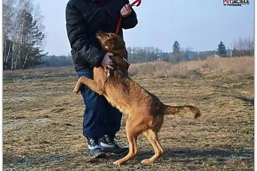 Pogodna, radosna, To Lejla,  mazowieckie Warszawa