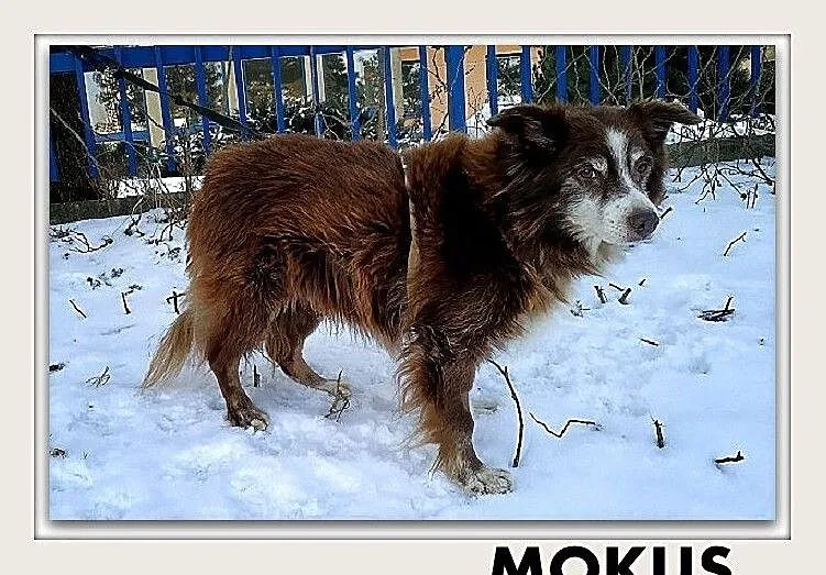 MOKUŚ,średni,łagodny,spokojny,szczepiony piesek .ADOPCJA, Śląskie, Katowice