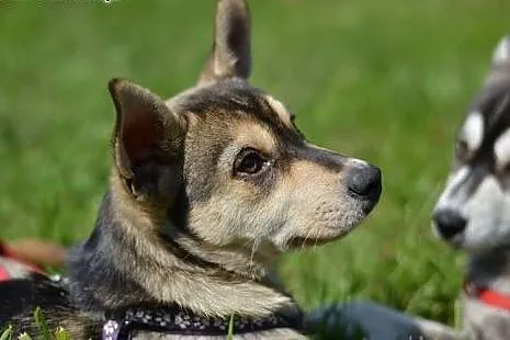 Bajka, szczeniaczek w typie husky szuka domku,  ku