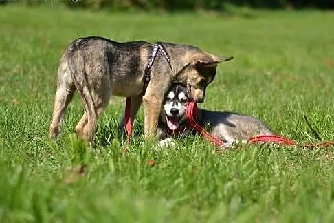 Bajka, szczeniaczek w typie husky szuka domku,  ku