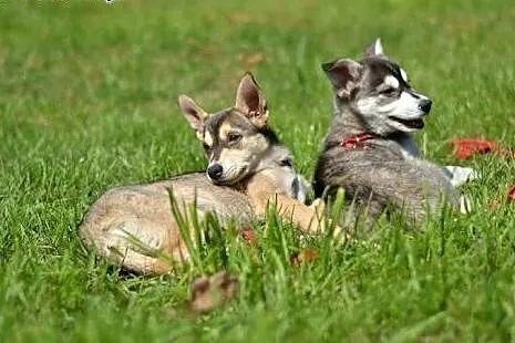 Bajka, szczeniaczek w typie husky szuka domku,  ku