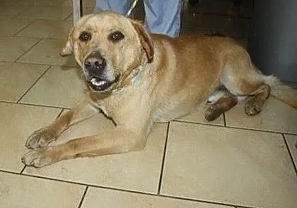 Rudy piesek w typie labradora szuka domu, , Wojtyszki