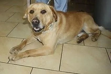 Rudy piesek w typie labradora szuka domu, , Wojtyszki