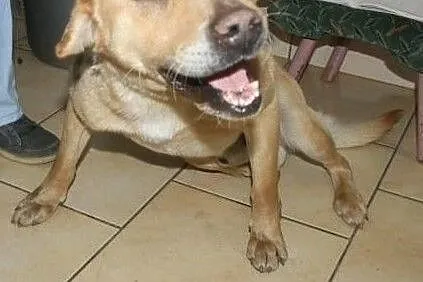 Rudy piesek w typie labradora szuka domu, , Wojtyszki