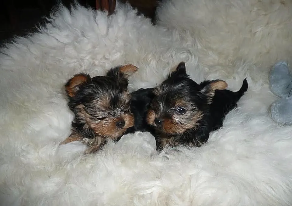 Przepiękne malutkie Szczenięta Yorkshire Terrier z