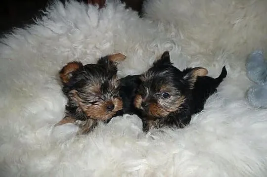 Przepiękne malutkie Szczenięta Yorkshire Terrier z