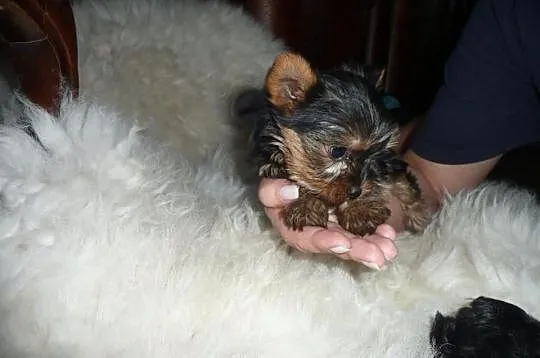 Przepiękne malutkie Szczenięta Yorkshire Terrier z