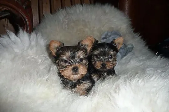 Przepiękne malutkie Szczenięta Yorkshire Terrier z
