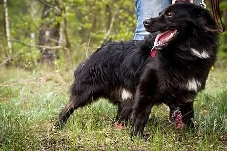Donek - czarna, kudłata perła wśród psów do adopcj