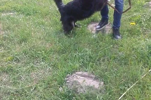 Donek - czarna, kudłata perła wśród psów do adopcj