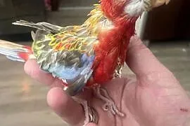 Rozella Białolica