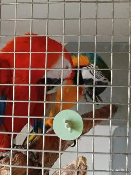 PARA ARA ARARUNA I ARA MACAO OSWOJONA LEĘGOWA RASZYN, , Raszyn