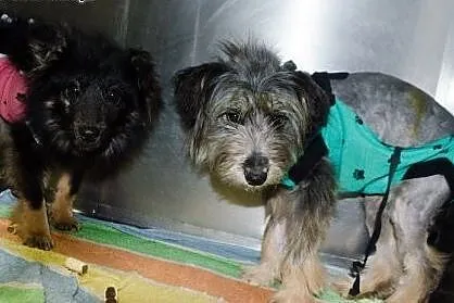 2 suczki 10 miesięcy do adopcji ,  mazowieckie Warszawa