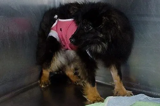 2 suczki 10 miesięcy do adopcji ,  mazowieckie War
