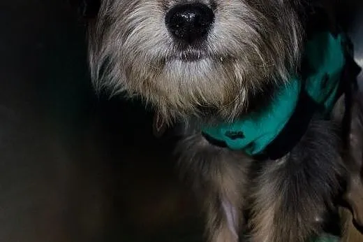 2 suczki 10 miesięcy do adopcji ,  mazowieckie War