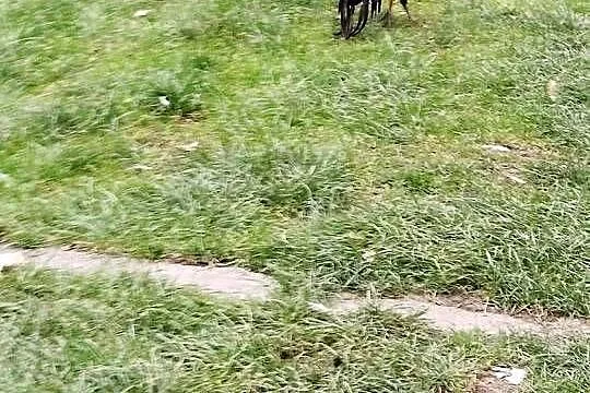 Kogut Feniks
