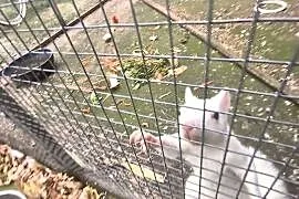 Wiewiórki japońskie