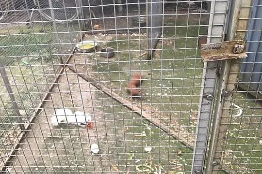 Wiewiórki japońskie, Wielkopolskie, Złotów
