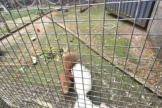 Wiewiórki japońskie, Wielkopolskie, Złotów
