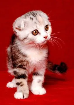 Toyger kittens for adoption. Contact me for more information.