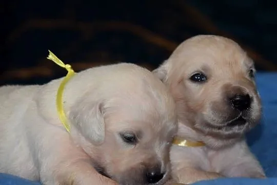 Golden retriever szczenięta zkwp fci