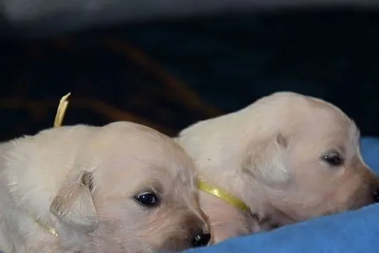 Golden retriever szczenięta zkwp fci, Mazowieckie, Łochów