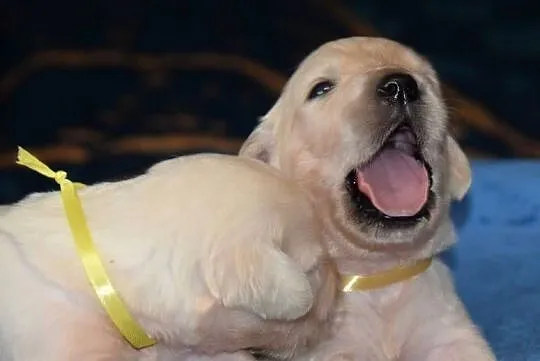 Golden retriever szczenięta zkwp fci, Mazowieckie, Łochów